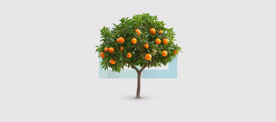 أشجار مثمرة